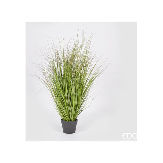 Festuca