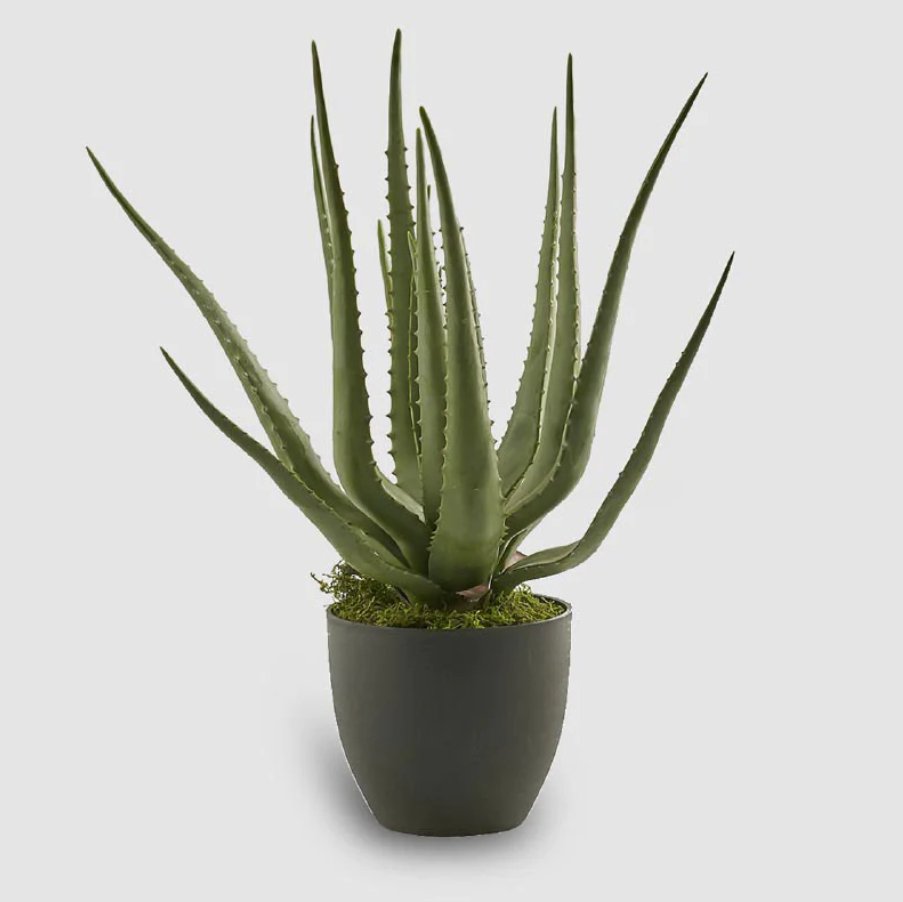 Aloe chic - Boutique dei Fiori